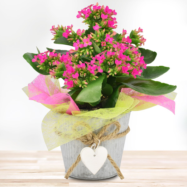 Geschenktopf Kalanchoe in Pink