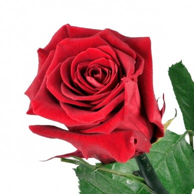 Einzelne Rote Rose Mit Dauerhafter Haltbarkeit Blumenversand Bluvesa De Blumen Online Verschicken